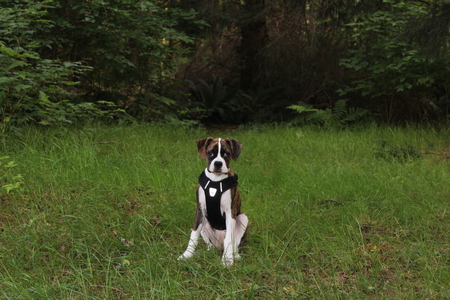 Entry image for Peanut. Clicking this image will show a larger photo