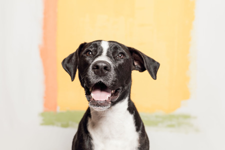 Entry image for Pepper. Clicking this image will show a larger photo