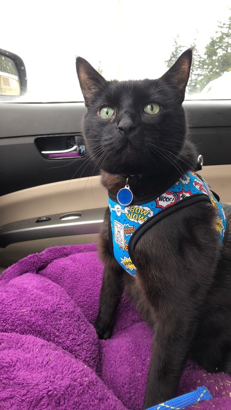 Entry image for Turtle Bean (formerly Oleo). Clicking this image will show a larger photo