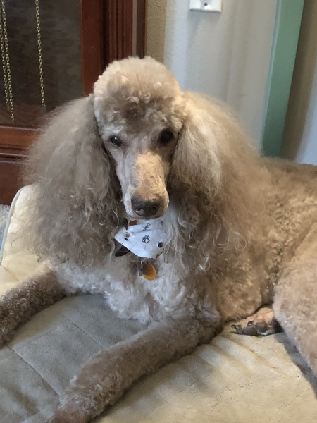 Entry image for Jack. Clicking this image will show a larger photo