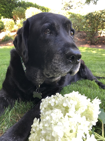 Entry image for Murphy. Clicking this image will show a larger photo