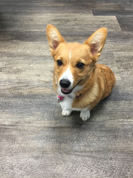 Entry image for Daphne. Clicking this image will show a larger photo