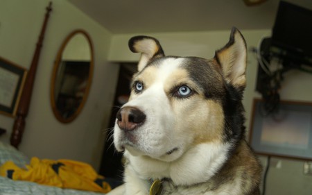 Entry image for Chinook. Clicking this image will show a larger photo