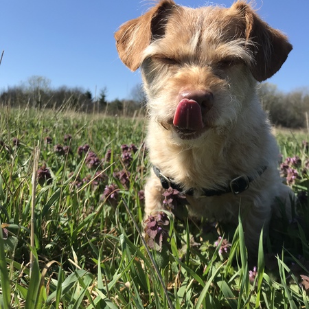 Entry image for Scooter. Clicking this image will show a larger photo