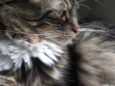 Entry image for Tobey. Clicking this image will show a larger photo