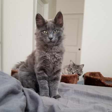 Entry image for Rusty. Clicking this image will show a larger photo