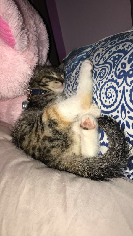 Entry image for Tink. Clicking this image will show a larger photo