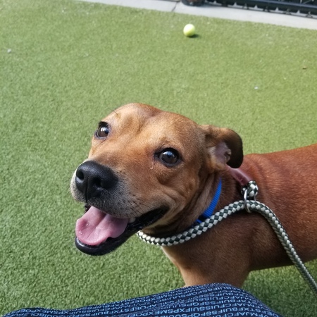 Entry image for Ziggy. Clicking this image will show a larger photo