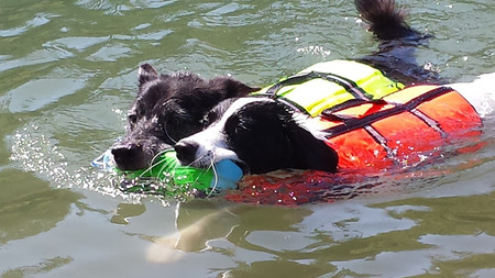 Entry image for Akira & Miles. Clicking this image will show a larger photo