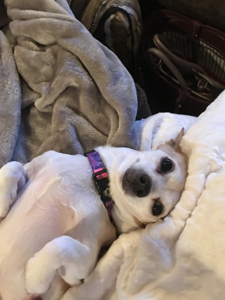 Entry image for Clarice. Clicking this image will show a larger photo