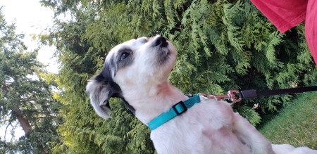 Entry image for Sheeba. Clicking this image will show a larger photo