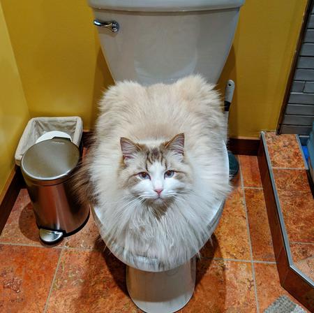 Entry image for Biscuits . Clicking this image will show a larger photo