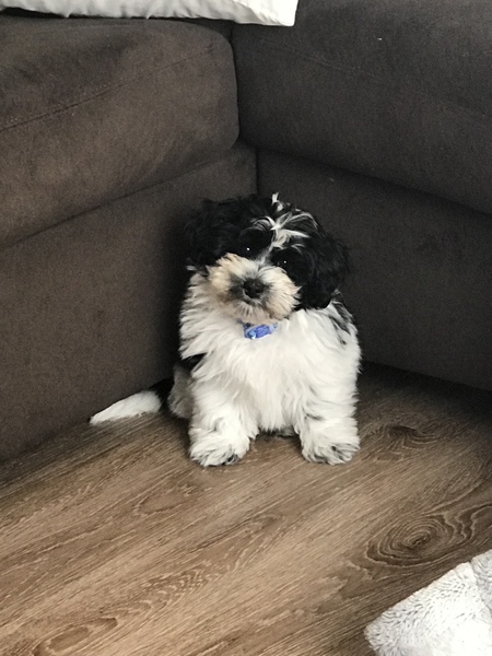 Entry image for Riggs. Clicking this image will show a larger photo