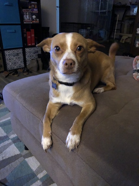 Entry image for Pocket . Clicking this image will show a larger photo