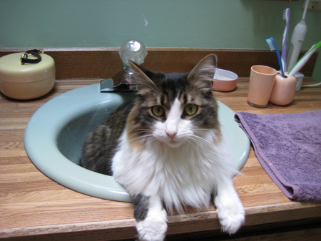 Entry image for Ajax. Clicking this image will show a larger photo