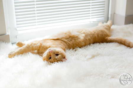 Entry image for Buck. Clicking this image will show a larger photo