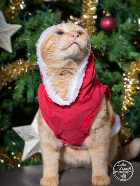 Entry image for Buck. Clicking this image will show a larger photo