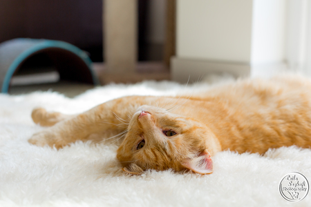 Entry image for Buck. Clicking this image will show a larger photo