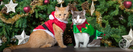 Entry image for Buck and Mittens. Clicking this image will show a larger photo