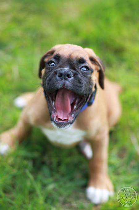 Entry image for Jaunty. Clicking this image will show a larger photo