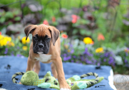 Entry image for Jaunty. Clicking this image will show a larger photo