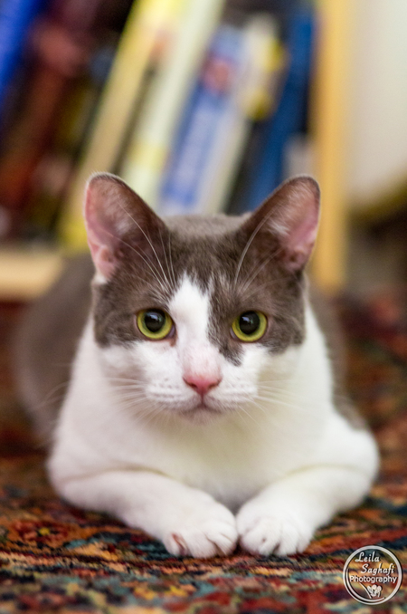 Entry image for Mittens. Clicking this image will show a larger photo