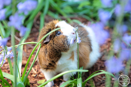 Entry image for Lola. Clicking this image will show a larger photo