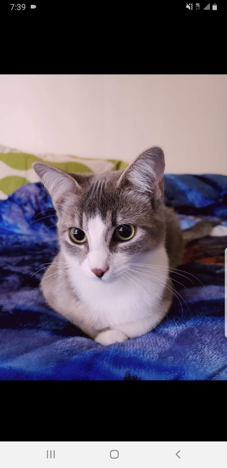 Entry image for Pumpkin . Clicking this image will show a larger photo