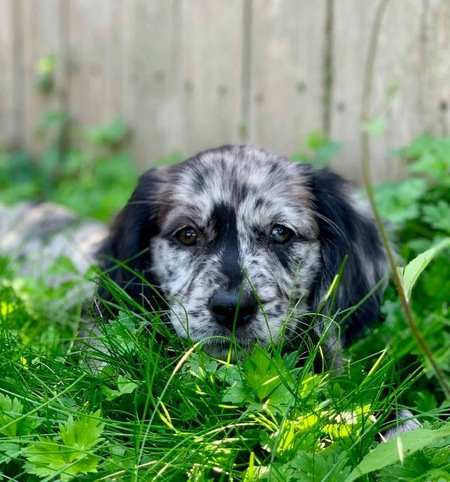 Entry image for Nova. Clicking this image will show a larger photo