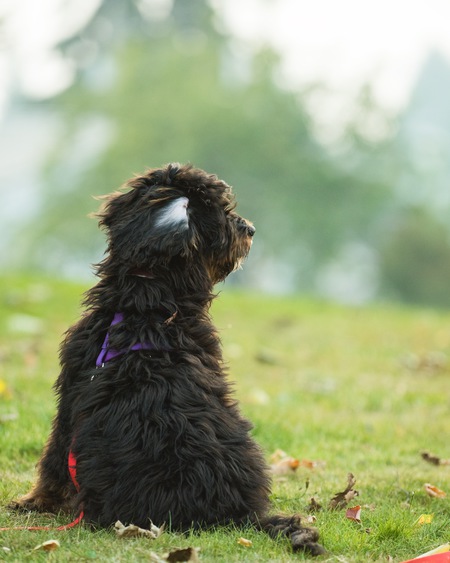 Entry image for Cholula. Clicking this image will show a larger photo