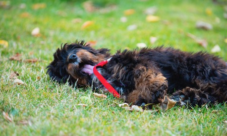 Entry image for Cholula. Clicking this image will show a larger photo