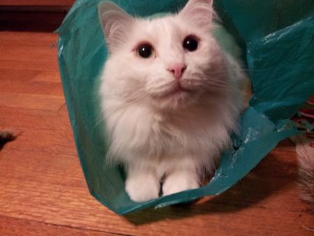 Entry image for Zoe. Clicking this image will show a larger photo