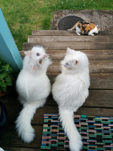 Entry image for Zoe, Studley, and Mitzi (ignoring them). Clicking this image will show a larger photo