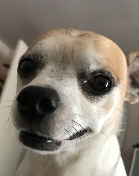 Entry image for Buddy. Clicking this image will show a larger photo