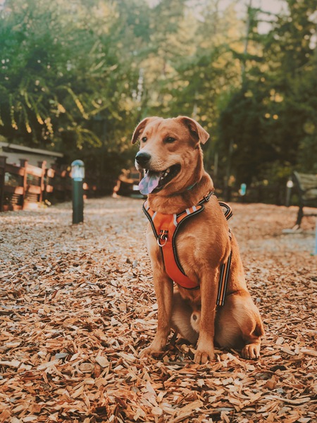 Entry image for Chowder. Clicking this image will show a larger photo