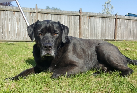 Entry image for Buddy Pedersen. Clicking this image will show a larger photo