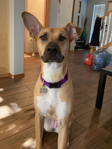 Entry image for Izzy. Clicking this image will show a larger photo