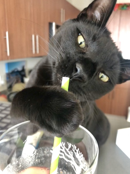 Entry image for Hippo. Clicking this image will show a larger photo