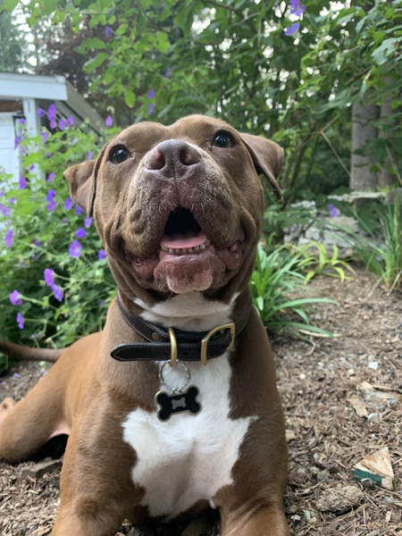 Entry image for Kona. Clicking this image will show a larger photo