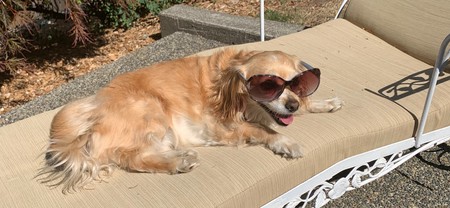 Entry image for Mabel. Clicking this image will show a larger photo