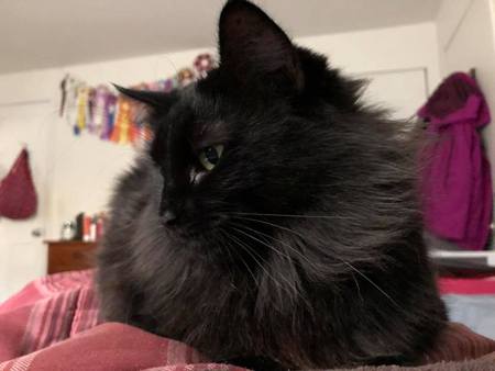 Entry image for Princess Lollipop. Clicking this image will show a larger photo