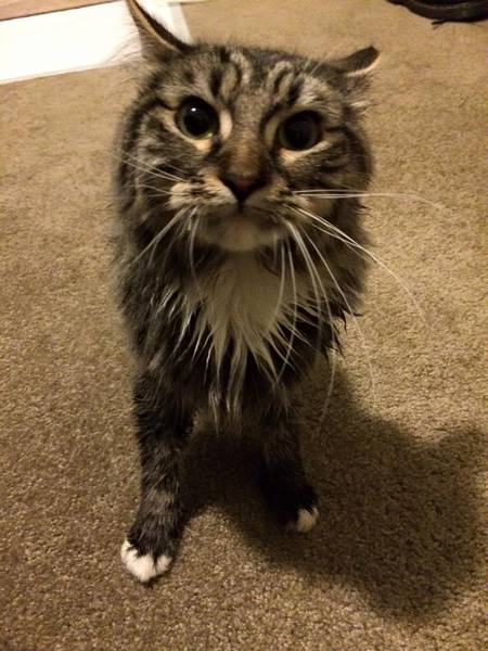 Entry image for Beans. Clicking this image will show a larger photo