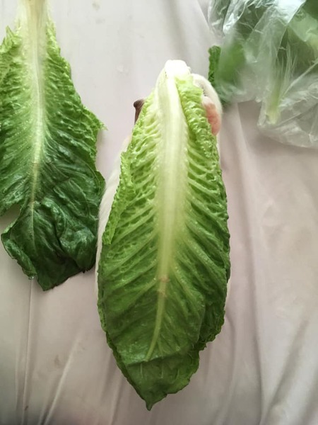 Entry image for Pauline. Clicking this image will show a larger photo