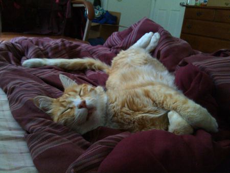 Entry image for Sammy. Clicking this image will show a larger photo