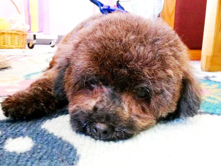 Entry image for Taz. Clicking this image will show a larger photo