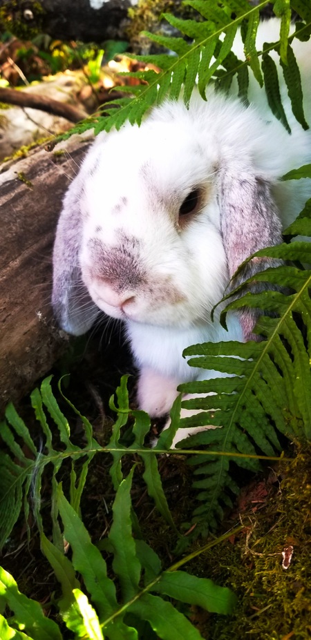 Entry image for Milo. Clicking this image will show a larger photo