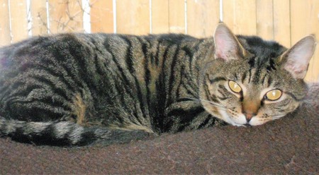 Entry image for Louie. Clicking this image will show a larger photo