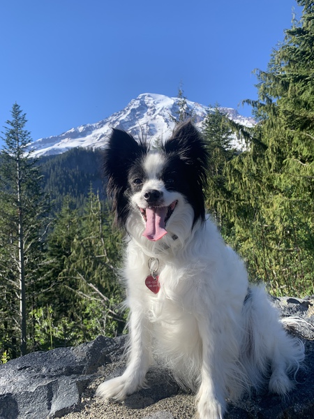 Entry image for Kirby. Clicking this image will show a larger photo