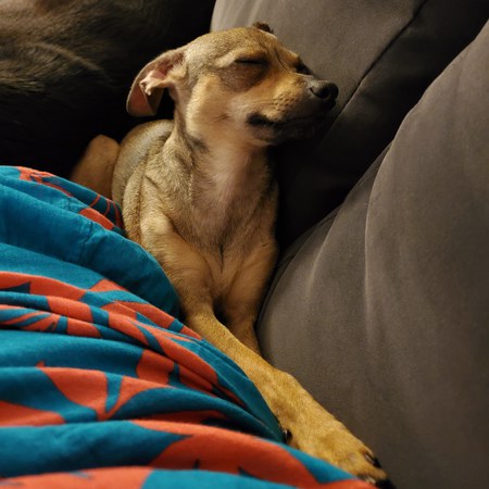 Entry image for Poppy. Clicking this image will show a larger photo