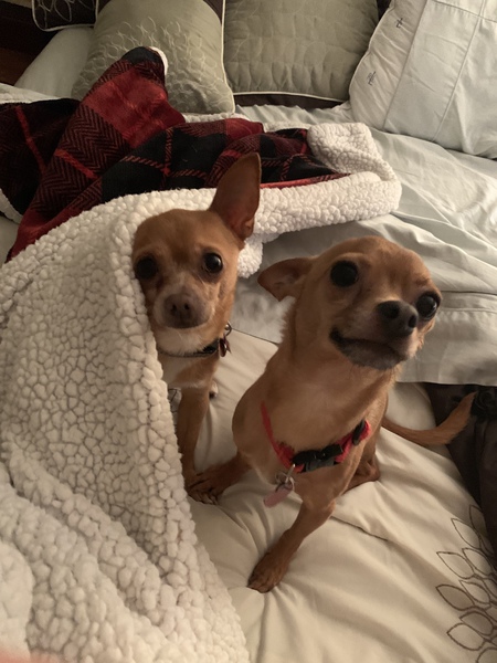 Entry image for Murphy and Manny. Clicking this image will show a larger photo